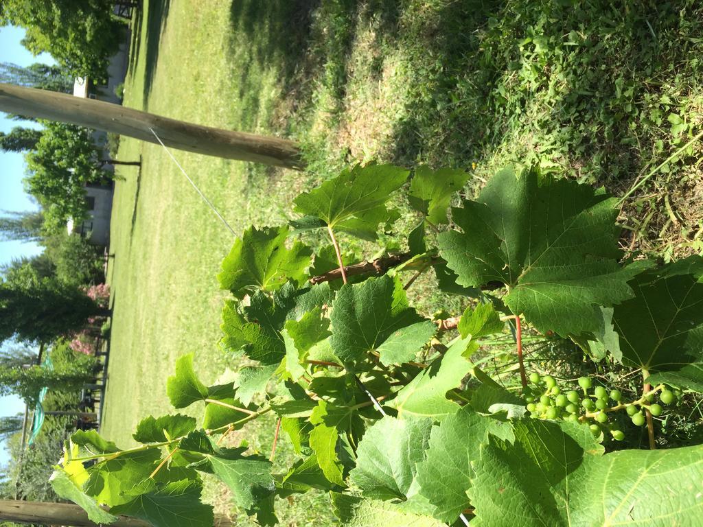 Tikaykilla Lodge & Wines Maipú 外观 照片